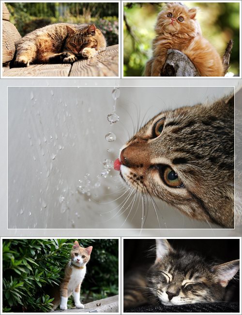 Wallpapers - Funny Cats Pack