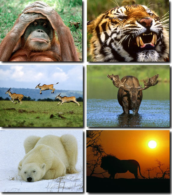 Animals Wallpapers