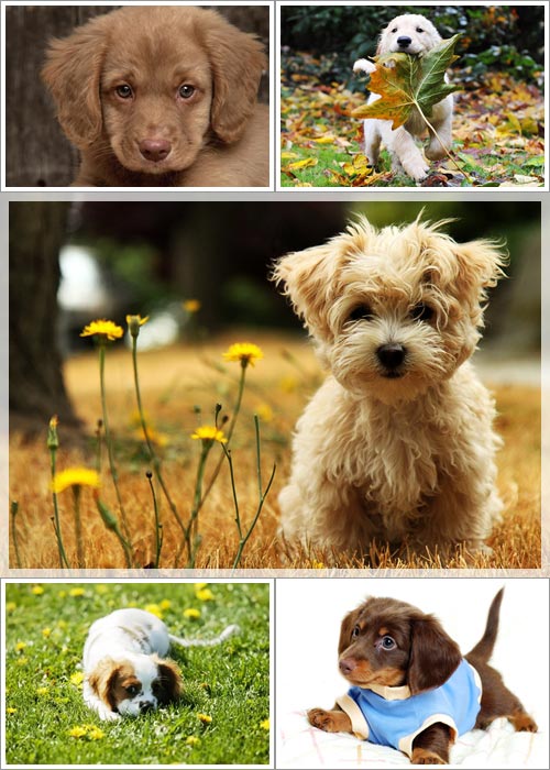 Wallpapers - Funny Dogs Pack