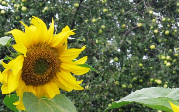 New Mixed HD Wallpapers Pack 316